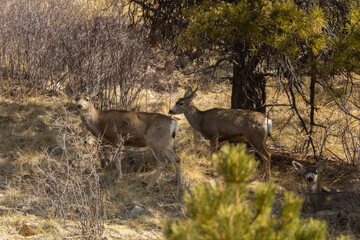 Small herd of mule deer
