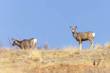 Small herd of mule deer