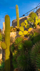Exotic garden Jardin Exotique d'Eze in the village of Eze Provence, Alps, Cote d'Azur France February 27, 2025