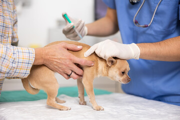 Mature woman owner chihuahua dog holds pet and helps veterinarian of clinic to carry out routine...