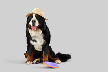 Cute Bernese mountain dog in summer hat with frisbee on grey background