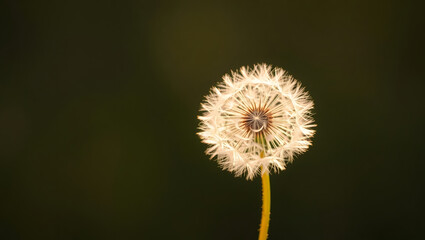 Solitary Dandelion Delicate Stem, Feathery Seed Head