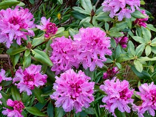 large clusters of pink rhododendron shrub in a garden.