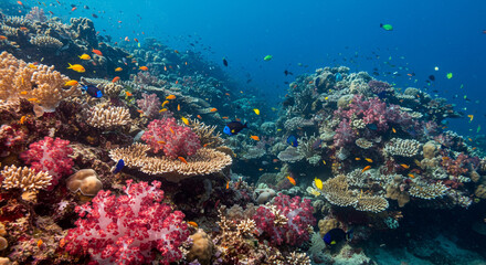 Fototapeta premium Vibrant coral reef teeming with colorful fish a breathtaking underwater paradise showcasing diverse