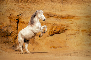 Portrait of a beautiful white icelandic horse rearing and running in a sand pit