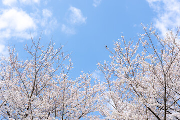 桜　ソメイヨシノ　青空のイメージ