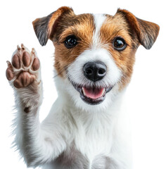 PNG Terrier dog background russell.