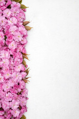 Pink cherry blossom flowers on white textured background. Floral spring composition with copy space. Romantic nature flat lay.