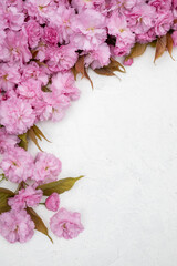 Pink cherry blossom flowers on white textured background. Floral spring composition with copy space. Romantic nature flat lay.