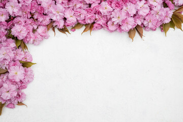 Pink cherry blossom flowers on white textured background. Floral spring composition with copy space. Romantic nature flat lay.