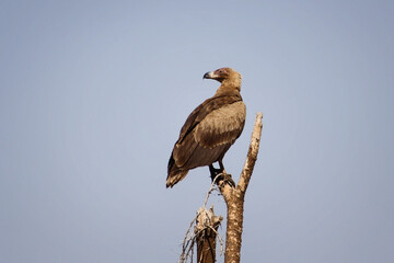African Palm Nut Vulture- Juvenile