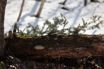 春の木漏れ日の中、倒木から伸びる針葉樹の葉