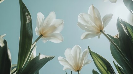 Delicate white tulips ascend against a pale blue sky.