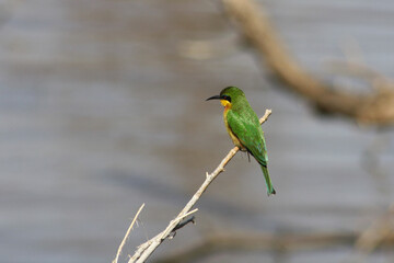 African Green Bee-Eater