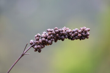 Dry seeds of chaste tree or vitex. Vitex agnus-castus. copy space. Green background.
