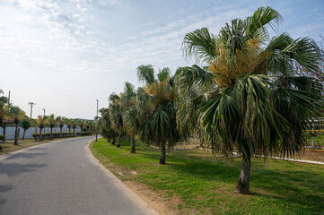 Obraz premium ヤシの木が並ぶ道
