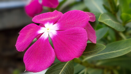 Blooming Bright Pink Magenta Madagascar Periwinkle (Catharanthus roseus) Flower with Green Leaves Macro Close-up