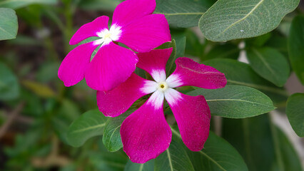 Blooming Bright Pink Magenta Madagascar Periwinkle (Catharanthus roseus) Flower with Green Leaves Macro Close-up