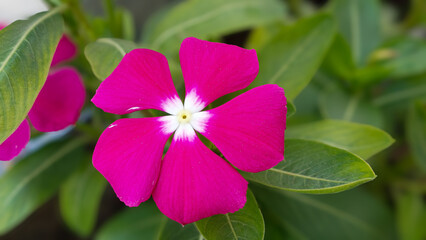 Blooming Bright Pink Magenta Madagascar Periwinkle (Catharanthus roseus) Flower with Green Leaves Macro Close-up