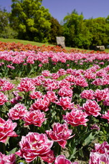 チューリップ咲き乱れる公園