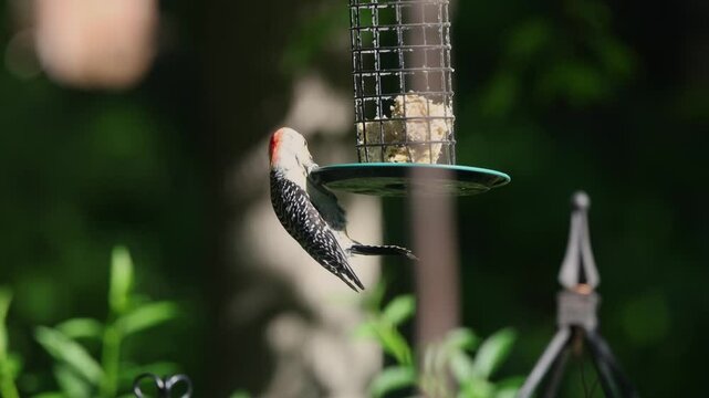 Red bellied woodpecker feeding at suet feeder, high frame rate. 
