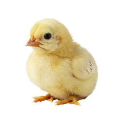Fototapeta premium A fluffy yellow chick, newly hatched, looks inquisitively at the world, its soft downy feathers a symbol of new beginnings against a bright white background.