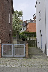 Charming Alleyway with Greenery and Cobblestone Path