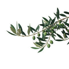 A lush olive branch laden with ripening olives, symbolizing peace, abundance, and the bounty of nature against a clean white background.