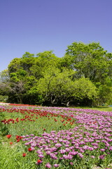 チューリップ咲き乱れる公園