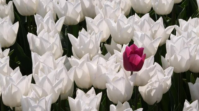 Red tulip emerging through a blanket of white blossoms, bringing energy to a serene landscape