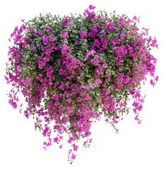 PNG Real hanging flower bushes flowers purple blossoms.