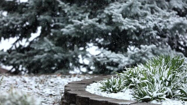 A light snowfall is coming down in spring on newly budding plants and trees.