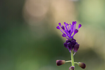 A tassel hyacinth or tassel grape hyacinth with soft green background under sunlight. Copy space....