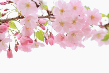 淡いピンクの思川桜のクローズアップ　白背景