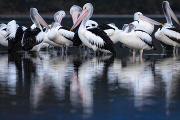 Australian pelicans (Pelecanus conspicillatus), Corunna Lake, NSW, July 2024