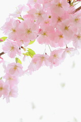 淡いピンクの思川桜のクローズアップ　白背景