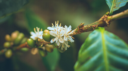 Closeup of coffee plant flower and coffee berries blooming in nature for coffee production farm 99 chars