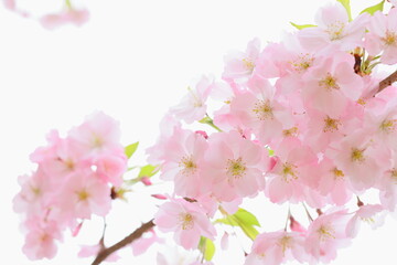 淡いピンクの思川桜のクローズアップ　白背景