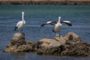 Australian pelican (Pelecanus conspicillatus), Narooma, NSW, February 2025