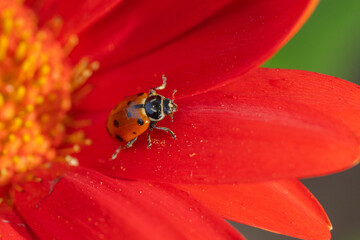 Close-up of Ladybug beetle on red flower in spring garden