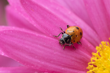 Close-up of Ladybug beetle on pink flower in spring garden