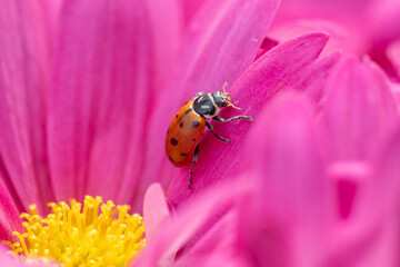 Close-up of Ladybug beetle on pink flower in spring garden