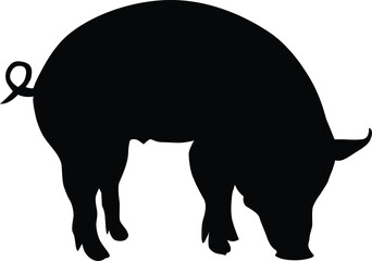 Silhouette Wild Pig take food position