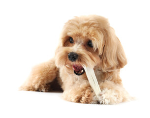Cute dog with chew bone on white background