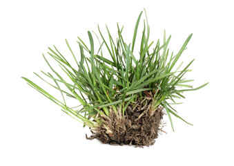 Beautiful fresh green grass with soil isolated on white