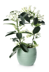 Beautiful jasmine plant in pot isolated on white
