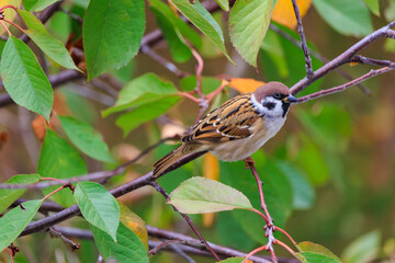 A brown and white bird is perched on a branch of a tree