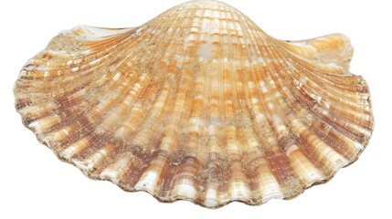 Obraz premium Realistic Photograph of an Open Seashell on a White Background