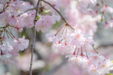 春の訪れを告げる満開の桜