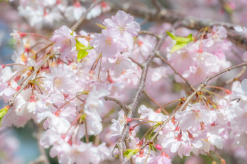 Obraz premium 春の訪れを告げる満開の桜 Cherry blossoms in full bloom signal the arrival of spring